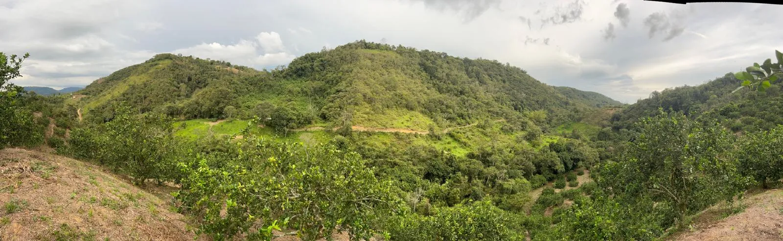 Panoramic view of lush green hills in a lime-growing region